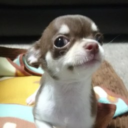 @プリンママ