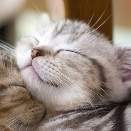 fotocat