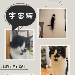 宇宙猫