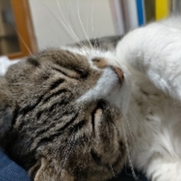 nekosan333