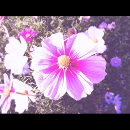 ａｍａｍｉｚｕ_art