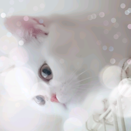 neko-mimi