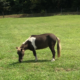 horseshoes