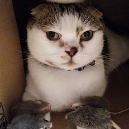 ニャン母さん