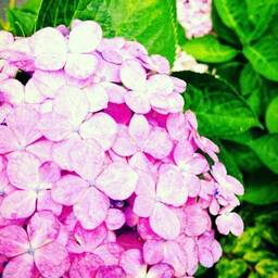 violette blanche