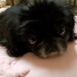 bunbunmie