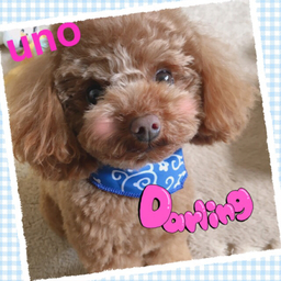 u-yu
