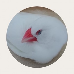 たまぶー