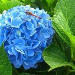 紫陽花珠工房
