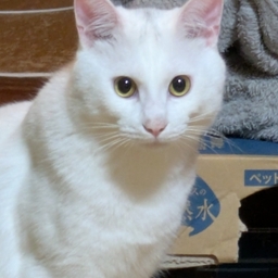 inozuki