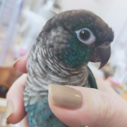 てんびん家