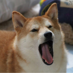 かもめ