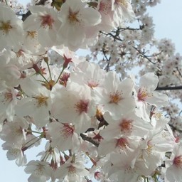 さくらうさぎ