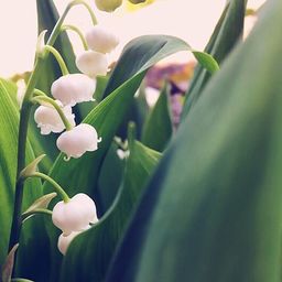 miel*Muguet*