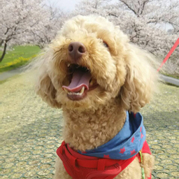 けー