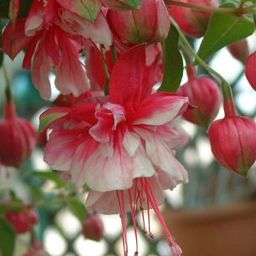 花の館