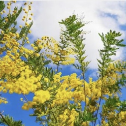 mimosa0808