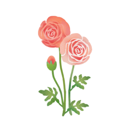 ラナンキュラス（Ranunculus）