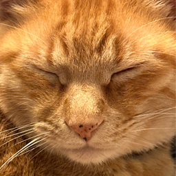 nekohananoko