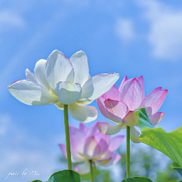 suiren_61