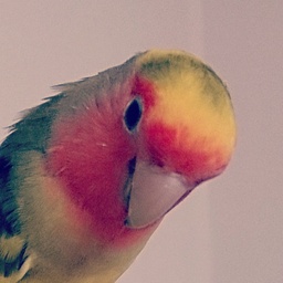 ロディ