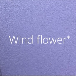 wind flower*