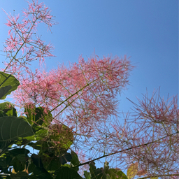 freshplants