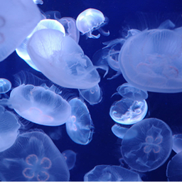 海月