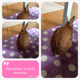 happy-bunny