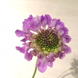 reinette