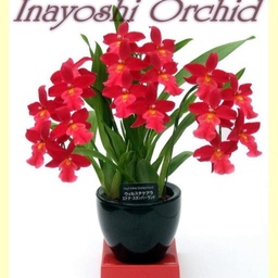 i-orchid