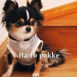 hato-pokke*funi