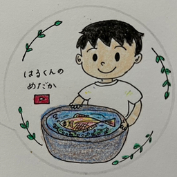 はるくんのメダカ