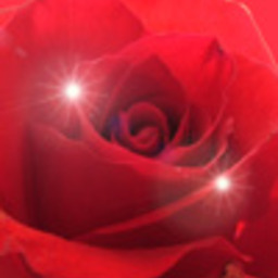 piarose☆