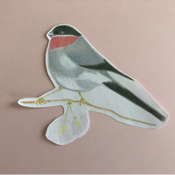 bullfinch