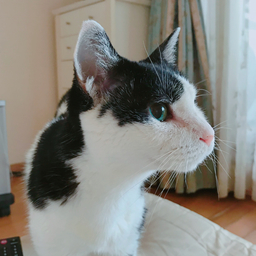 tkandcatseye