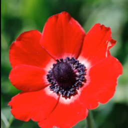 akaianemone