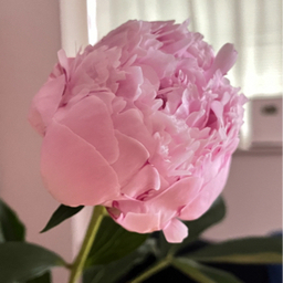 peony