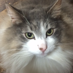 Y’s Cat