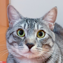あやねこ