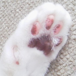 るーにゃ