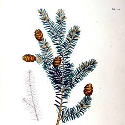 tsuja0102