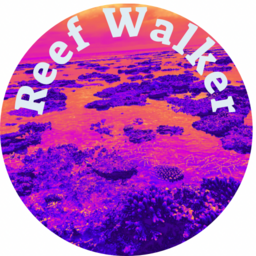 高橋　遼　Reefwalker