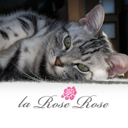 rose rose