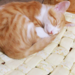 猫のひるね
