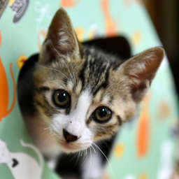 nyansann