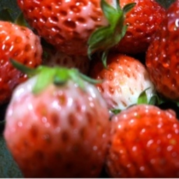 苺ちゃん🍓