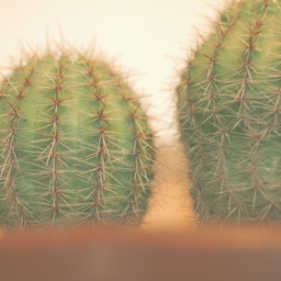 cactusphoto