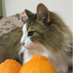 にゃん太郎
