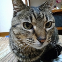 きじとら子